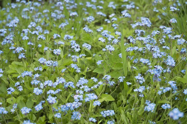 Muchos no me olvidan flor — Foto de Stock