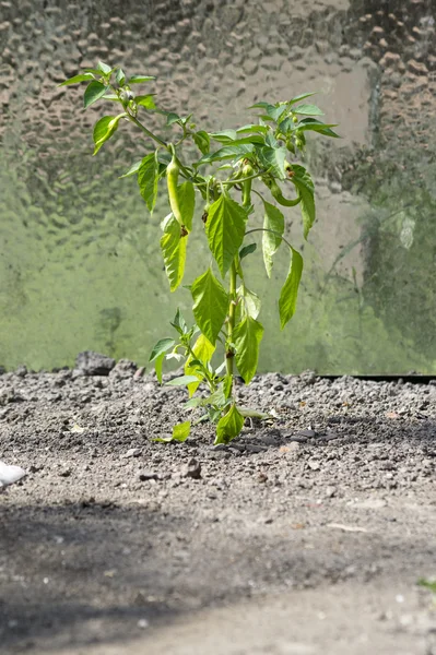 Groene peperplant Stockfoto