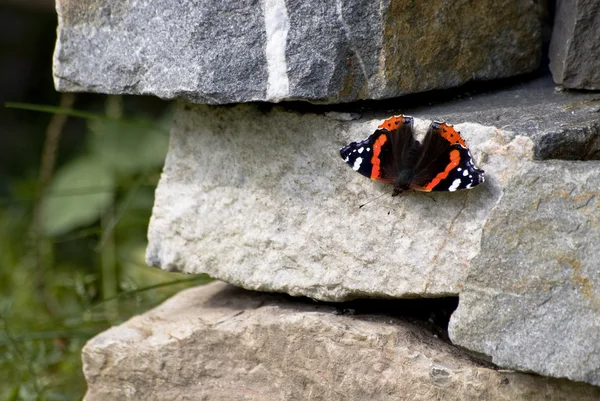 Butterfly on stone — Stock Photo, Image