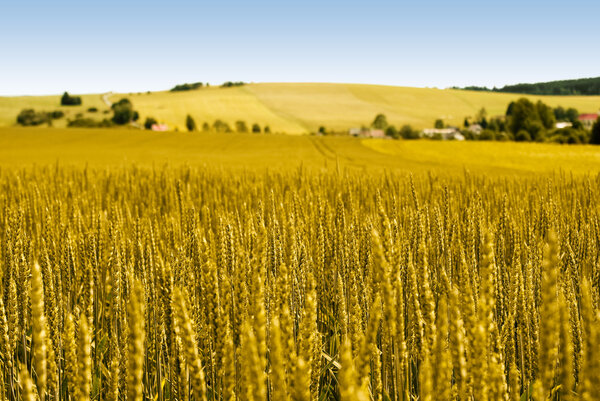 Gold wheat field and countryside scenery