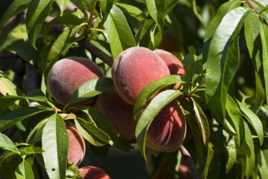Şeftali ağacı üzerinde