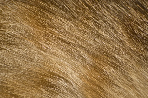 Textura de pele de gato — Fotografia de Stock