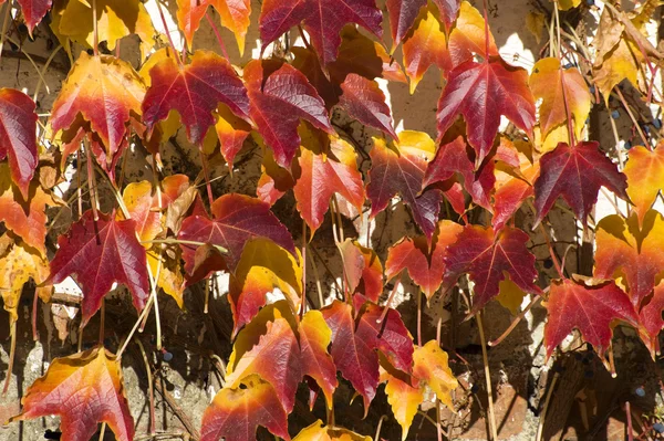 Autumn leaves background — Stock Photo, Image