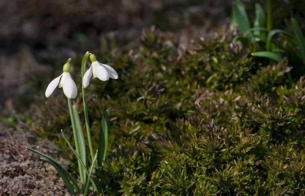 Gota de neve em rockery — Fotografia de Stock