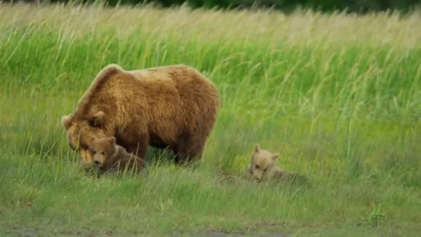 Θηλυκή αρκούδα με μικρά cubs στην Αλάσκα — Αρχείο Βίντεο