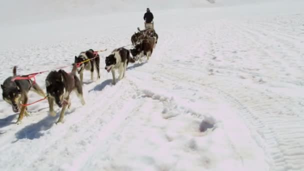 Handler challenging team of dogs — Stock Video