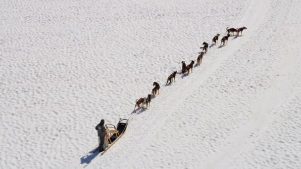 Husky hundar team gå igenom — Stockvideo