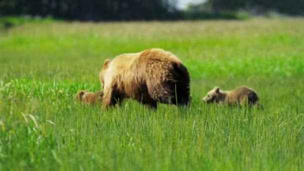 Vrouwelijke Beer met jonge welpen in Alaska — Stockvideo