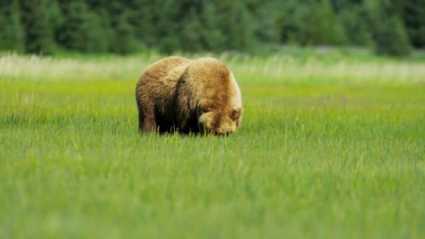 Καφέ αρκούδα στην Αλάσκα — Αρχείο Βίντεο