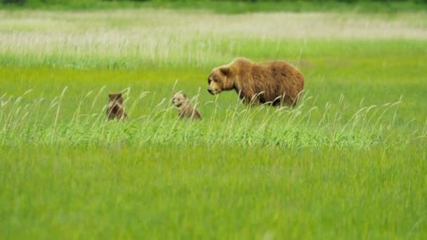 アラスカで若いカブスと女性クマ — ストック動画