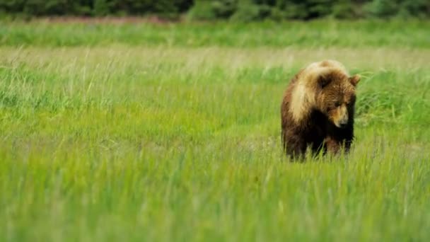 Oso hembra con cachorros jóvenes en Alaska — Vídeos de Stock