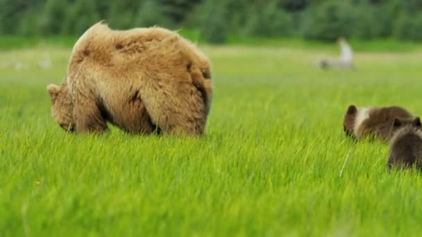 Vrouwelijke Beer met jonge welpen in Alaska — Stockvideo