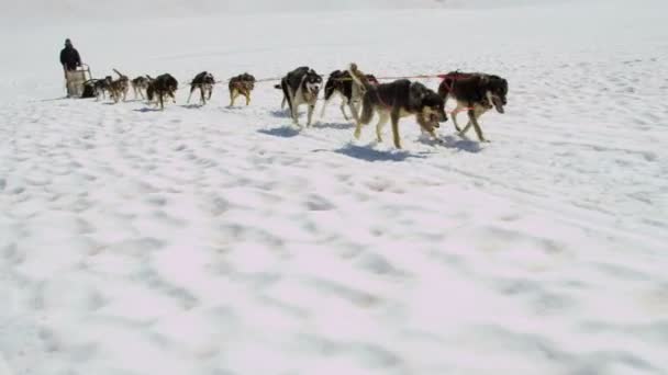 Köpek işleyici zorlu takımı — Stok video