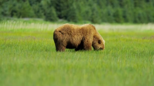 Medvěd hnědý na Aljašce — Stock video