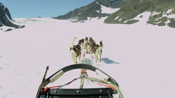 Husky köpek sledge takım — Stok video