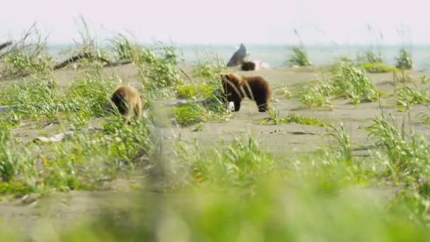 Canadiense Brown Oso cachorros jugando — Vídeos de Stock