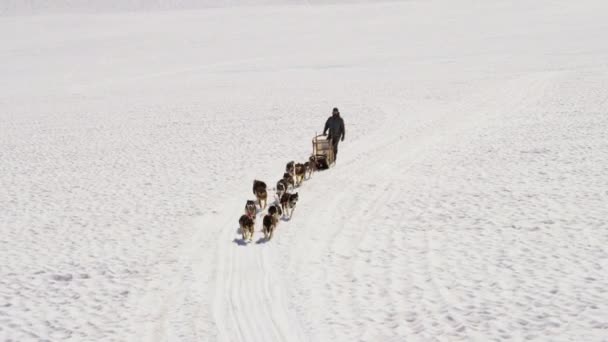 Handler uitdagende team van honden — Stockvideo