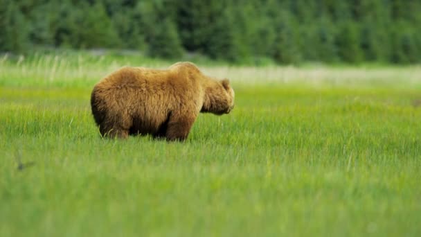 알래스카의 곰 — 비디오
