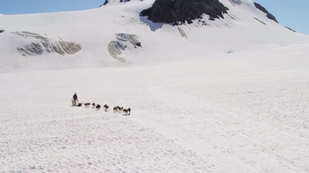 Handler challenging team of dogs — Stock Video