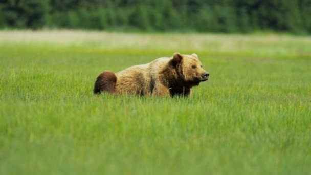 Brązowy Niedźwiedź na Alasce — Wideo stockowe