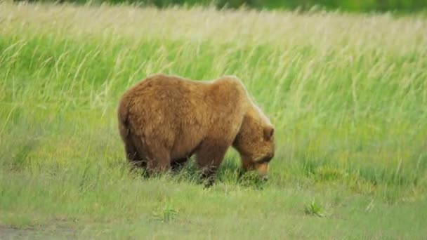 Brown Bear in Alaska — Stock Video