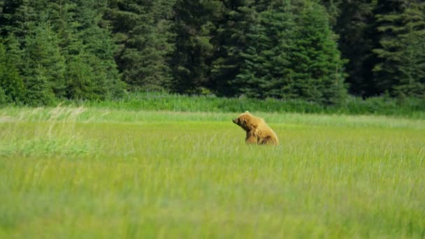 Female brown bear feeding in grass