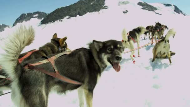 Harnessed dog sledge team — Stock Video