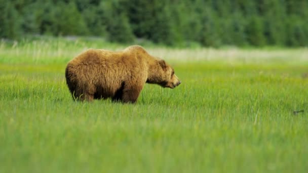 Braunbär in Alaska — Stockvideo