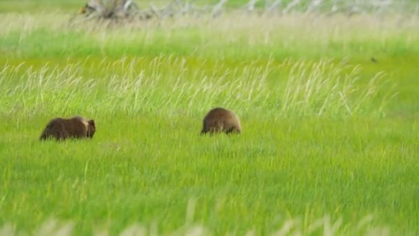 Θηλυκή αρκούδα καφέ με cubs — Αρχείο Βίντεο