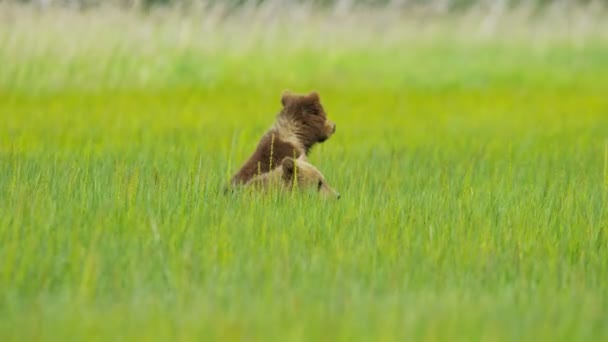 Young Brown Bears playing — Stock Video