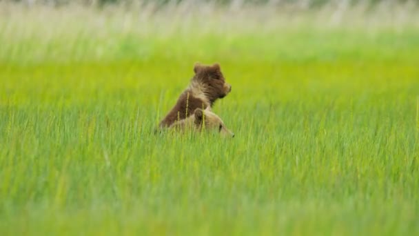 Young Brown Bears playing — Αρχείο Βίντεο