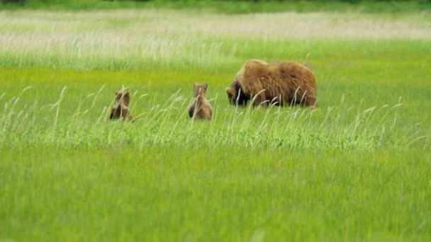 Samice medvěda s mladých mláďata na Aljašce — Stock video