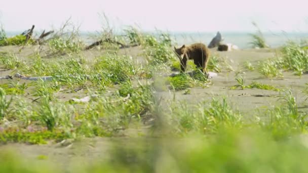 Young Brown Bear cubs playing — ストック動画