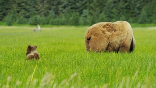 Vrouwelijke Beer met jonge welpen in Alaska — Stockvideo