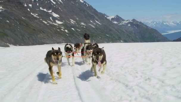 Handler challenging team of dogs — Stock Video