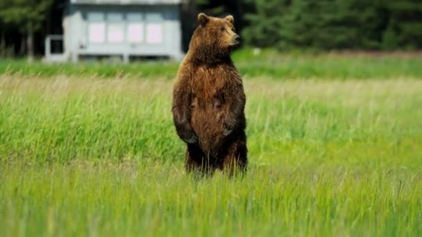 Бурый медведь на Аляске — стоковое видео