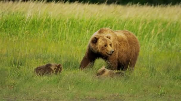 Urso fêmea com filhotes jovens no Alasca — Vídeo de Stock