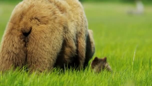 Oso hembra con cachorros jóvenes en Alaska — Vídeo de stock