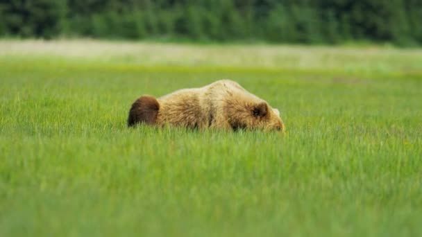 Bruine beer in Alaska — Stockvideo