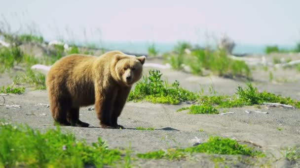 Grande urso marrom no deserto Canadá — Vídeo de Stock