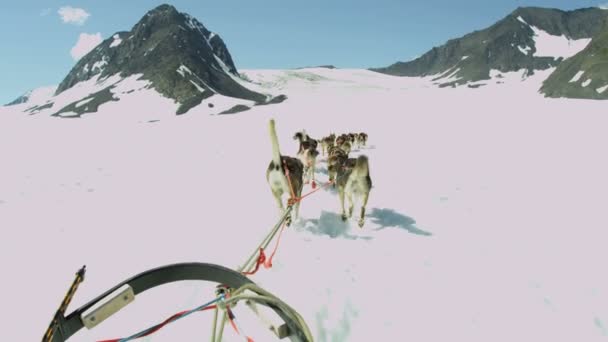 Husky dogs sledge team — Stock Video