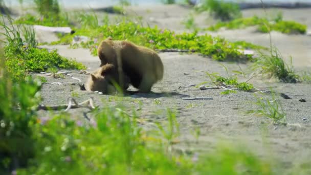 Θηλυκή αρκούδα καφέ με cubs — Αρχείο Βίντεο