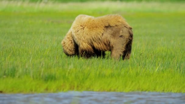 Бурый медведь на Аляске — стоковое видео
