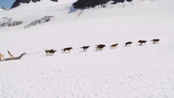 Handler uitdagende team van honden — Stockvideo