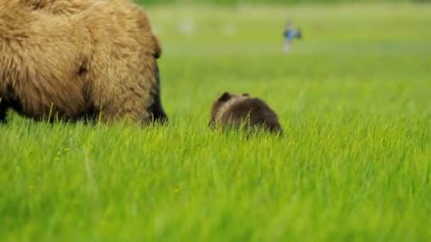 Vrouwelijke Beer met jonge welpen in Alaska — Stockvideo