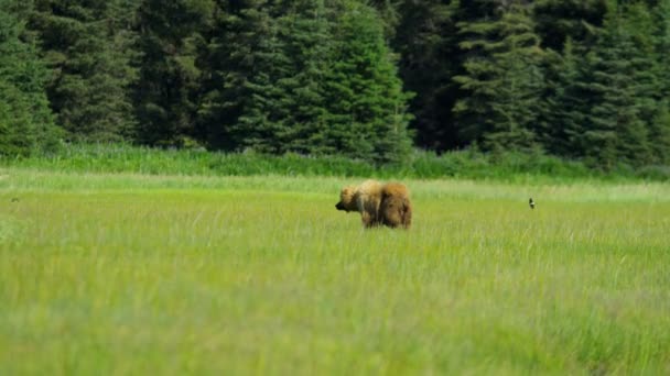 Urso castanho fêmea alimentando na grama — Vídeo de Stock