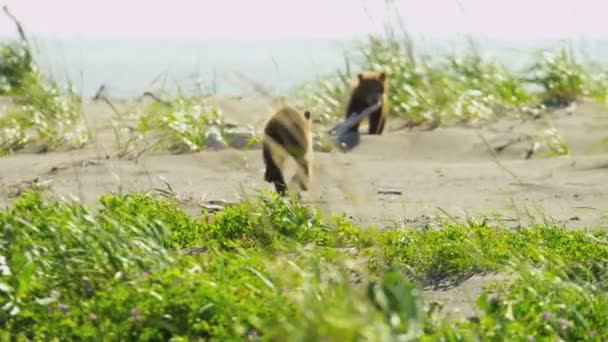 Young Brown Bears playing — ストック動画