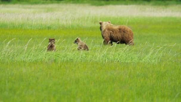 Urso fêmea com filhotes jovens no Alasca — Vídeo de Stock
