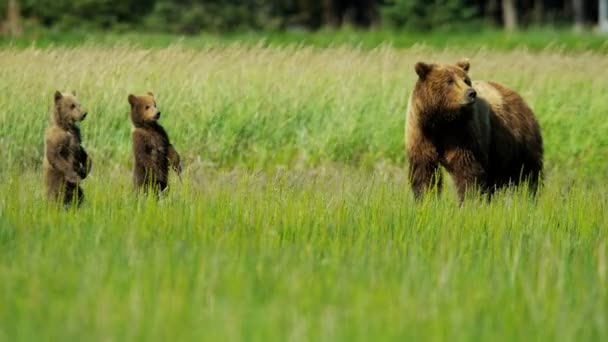 Vrouwelijke Beer met jonge welpen in Alaska — Stockvideo