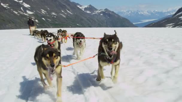 Manipulador desafiante equipo de perros — Vídeo de stock